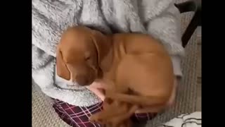 Puppy refuses to sleep in its own bed 😍😍😍