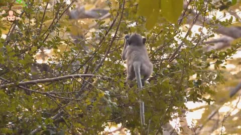 Animal footage - Monkey viral videos. Funny monkeys !!