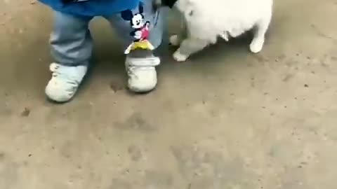 cute baby attacked by cute puppy