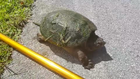 INCREDIBLE Godzilla Snapping Turtle VS Soda Can! *BITE TEST*