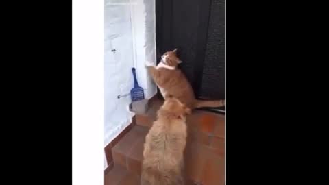 Funny Cats Cute Cats Video to Make You Laugh 😀