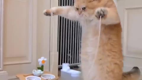 Cat jump rope funny videos😂😂😂