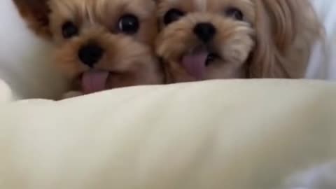 Two puppies