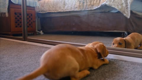 Dog Playing his reflection through mirror!