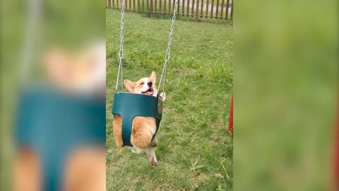 Cute corgi on the swing