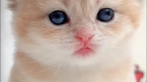 Cute Kitten