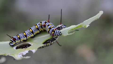 Caterpillars eating