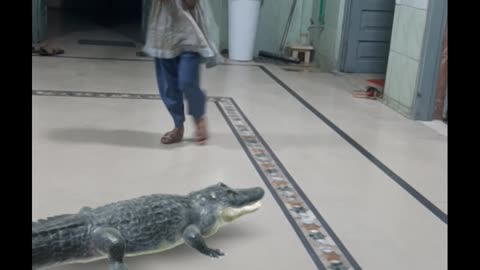 3D crocodile in real life video scares Baby girl