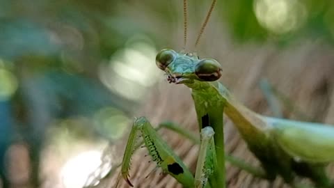 praying mantis video. best of praying mantis,