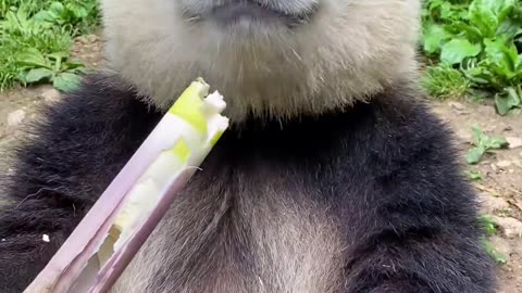 Pandas eat bamboo