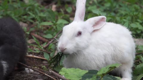 Rabbits Eating Green Plants-funny animals-funny animal videos