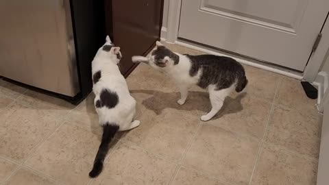 Cats Kitchen War