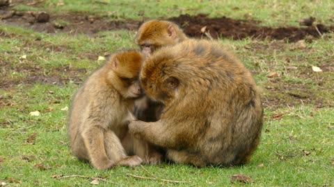 Monkeys making love sweet romantic moment