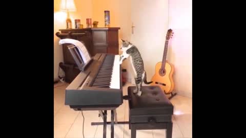 Genius cat plays piano