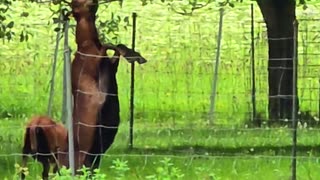 Goat eats apple from tree #funny #goat #animals