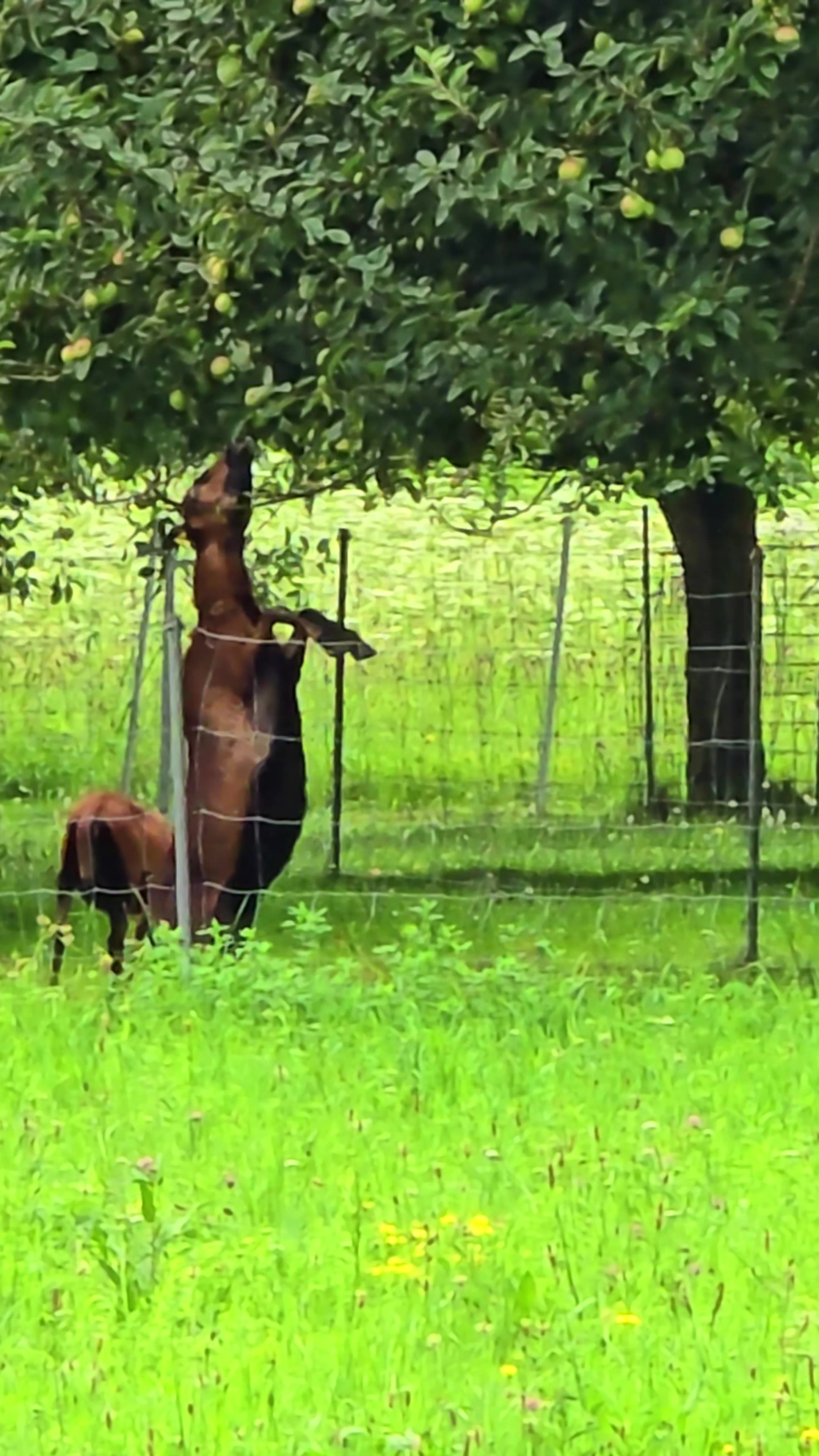 Goat eats apple from tree #funny #goat #animals