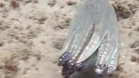 Play with an octopus up close