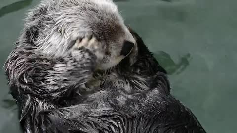 Decoding Cute Sea Otter Behaviour