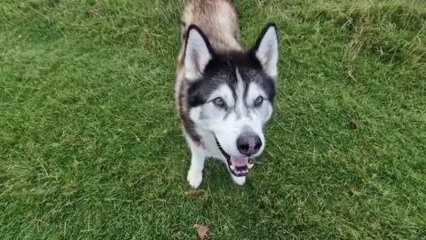 Husky Screams with Joy When He See's Old Man Larry