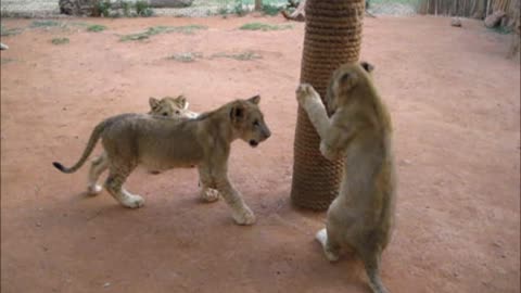 Adorable lion cubs enjoying play time