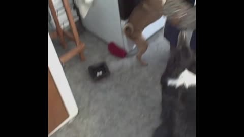 Dogs Desperately Beg Their Owner Not To Leave For Work