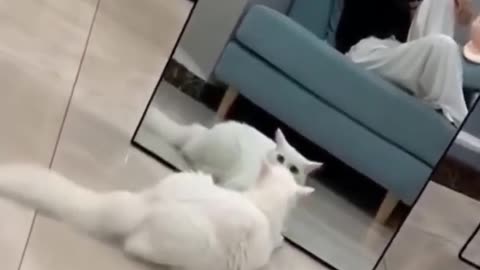 Funny cat and mirror compilations