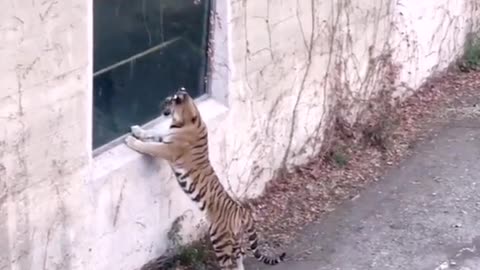 Siberian tigers