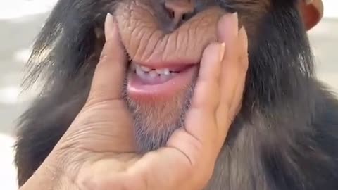 Person-Playing-with-a-Monkey's-Mouth ||❤Animals Lover❤||