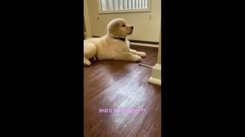 Cute and Funny Dog Video Compilation