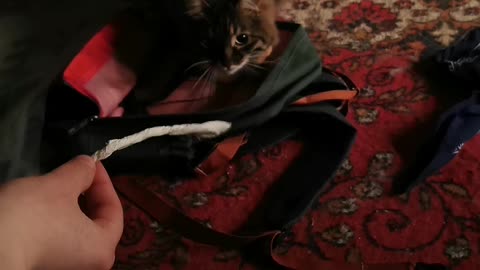 Cat is playing with her human - funny video