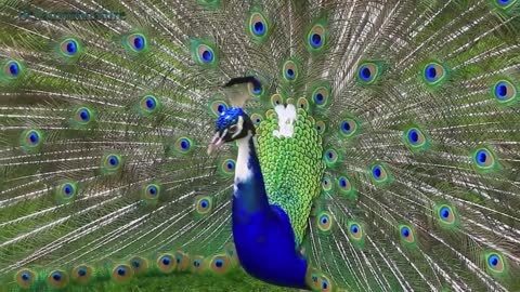 Amazing! Blue and White peacock dancing