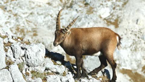 Alpine Ibex (Capra Ibex) in the Julian Alps | Outdoor beauty in 60 seconds