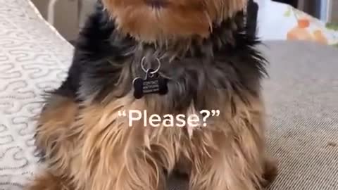 A dog's crazy cue to its owner, just need to talk!