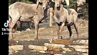 long horn sheep