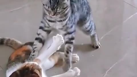 funny cat videos | funny cats fighting