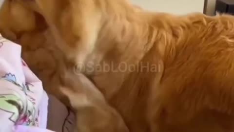 doggy funny video