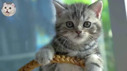 Beautiful cats with sound compilition