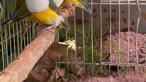 Birds waiting for the wind