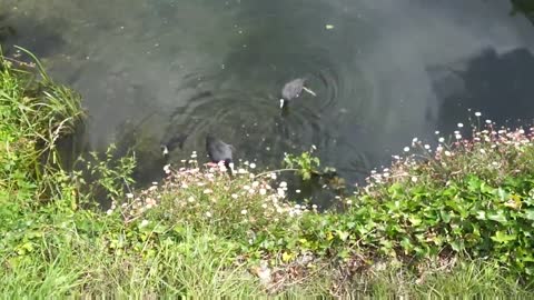 Eurasian Coot Fulica Atra, Chichester Canal, Chichester, West Sussex, PO19 8DT 1