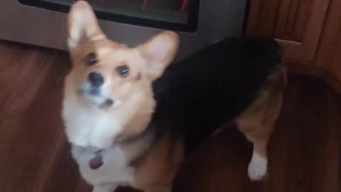 Cute Corgi Doesn't Let a Single Treat Hit the Floor