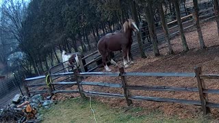 Feuding Horses Send Fence Post Flying