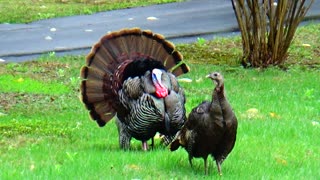 Wild Turkeys