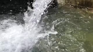 Trout Swims Against Current Through Flowing Water