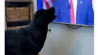 EVEN DOGS LISTEN TO 🤪THE TRUMPSTER !