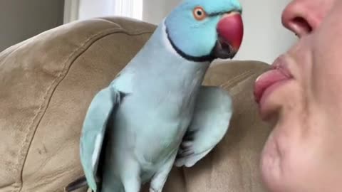 Heart shapped wings means a happy loving bird, even when mom tries to eat him,viral,