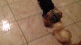 Maltese puppy plays with her best friend
