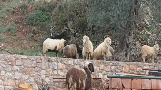 Lambs, Sheep graze next to olive trees