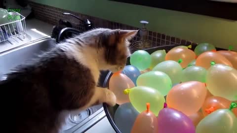 Cats - Cute and Funny Baby Cat Videos Compilation