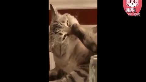 Funniest Cats - Don't try to hold back Laughter 😂 - Funny Cats Life