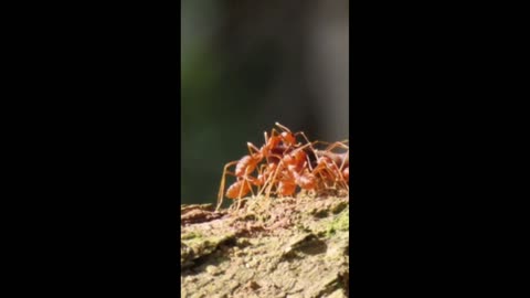 Red ant RANG RANG